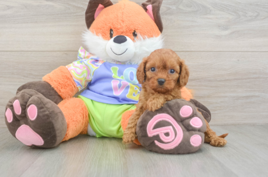Best Cavapoo Baby