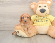 9 week old Cavapoo Puppy For Sale - Premier Pups