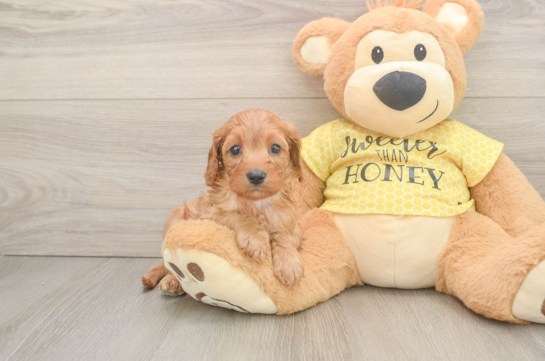 Sweet Cavapoo Baby