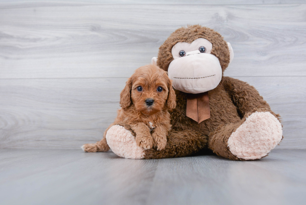 Cavapoo Puppy for Adoption