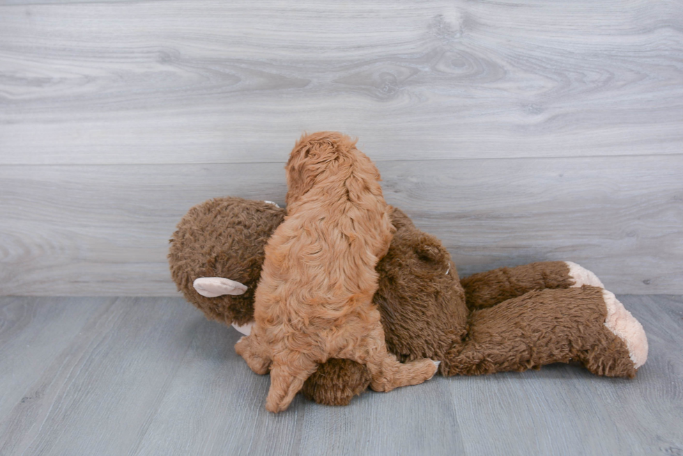 Energetic Cavoodle Poodle Mix Puppy