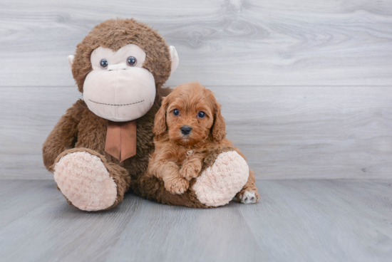 Best Cavapoo Baby