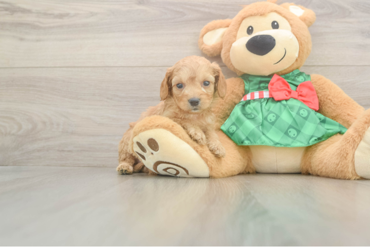 Cavapoo Puppy for Adoption