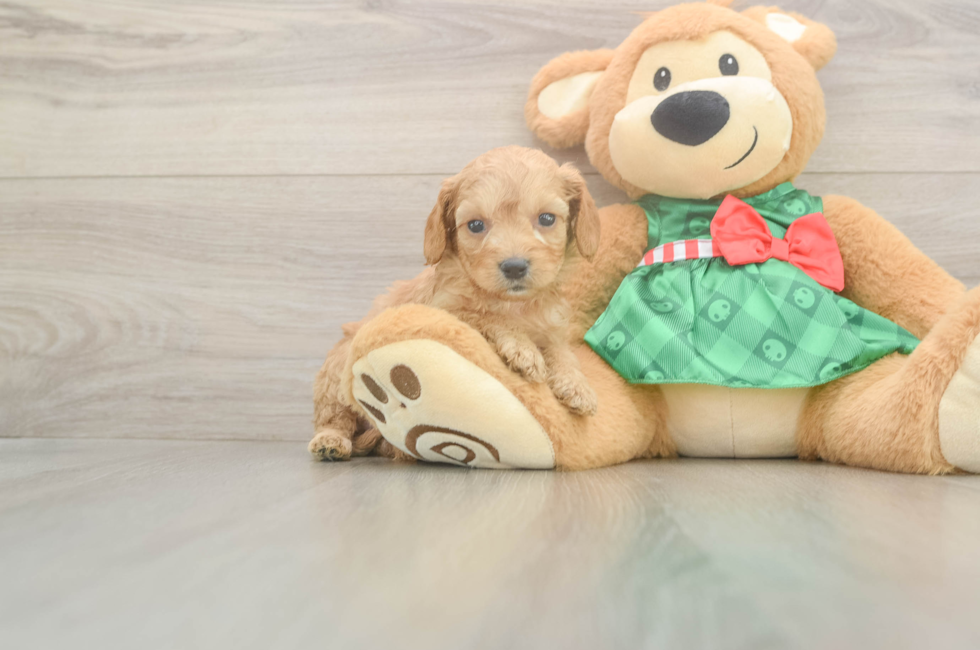 5 week old Cavapoo Puppy For Sale - Premier Pups