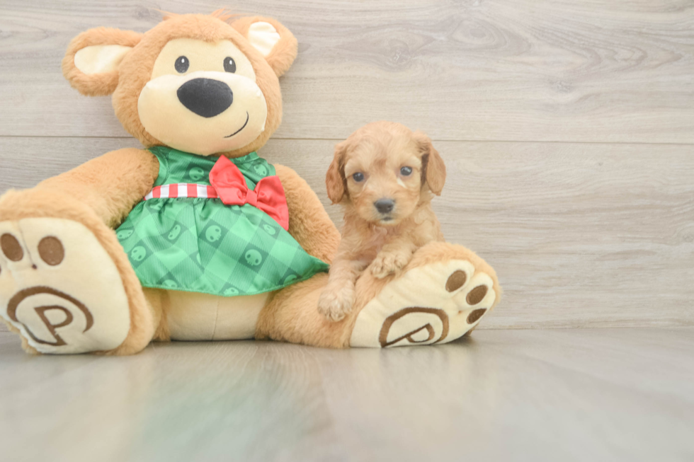 Little Cavipoo Poodle Mix Puppy