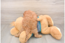 Small Cavapoo Baby