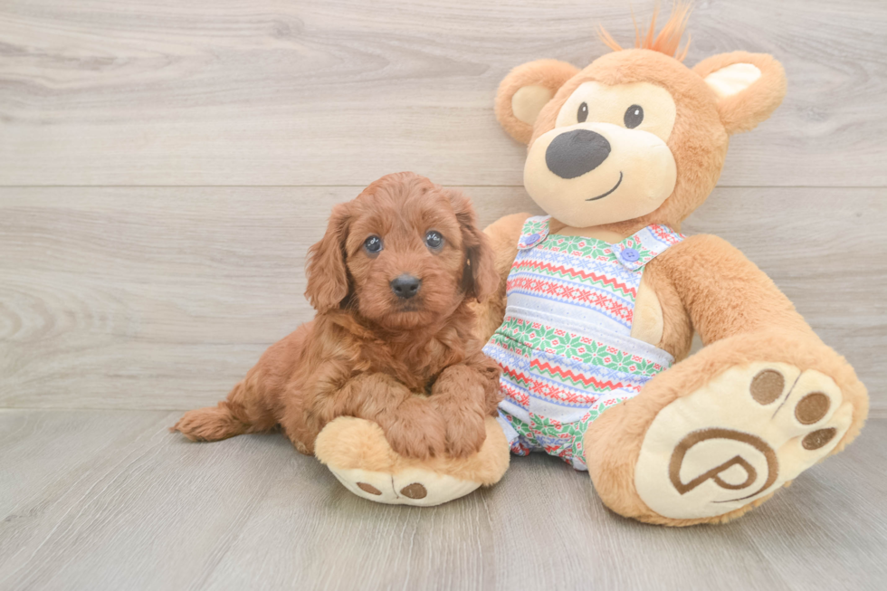Best Cavapoo Baby