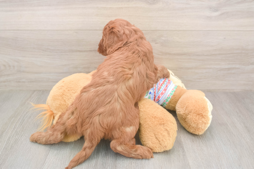 Smart Cavapoo Poodle Mix Pup