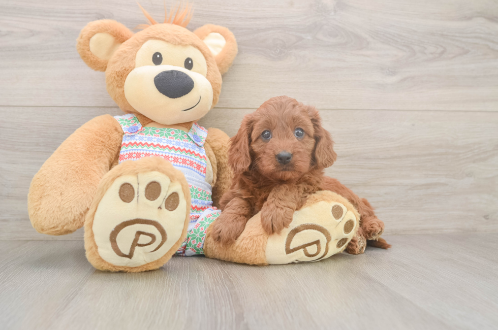 5 week old Cavapoo Puppy For Sale - Premier Pups