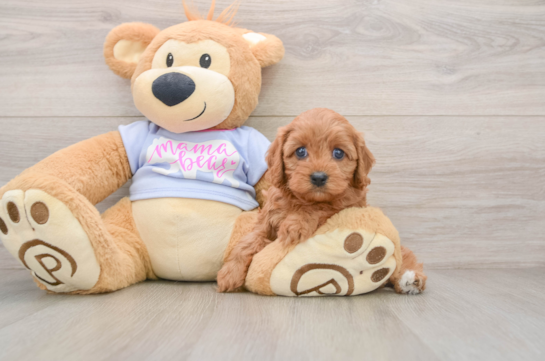 Cavapoo Pup Being Cute