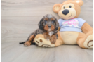 Cavapoo Pup Being Cute
