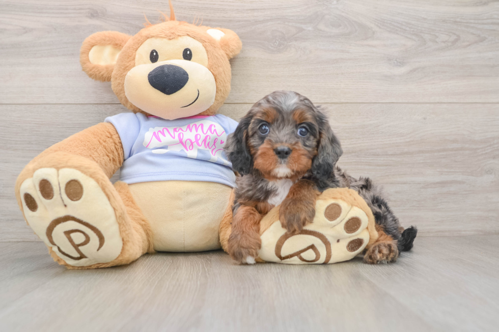 Popular Cavapoo Poodle Mix Pup