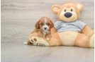 Best Cavapoo Baby