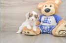 Sweet Cavapoo Baby