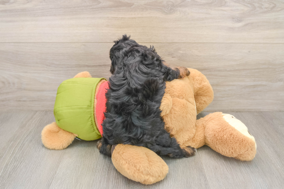 Best Cavapoo Baby