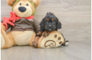 Fluffy Cavapoo Poodle Mix Pup