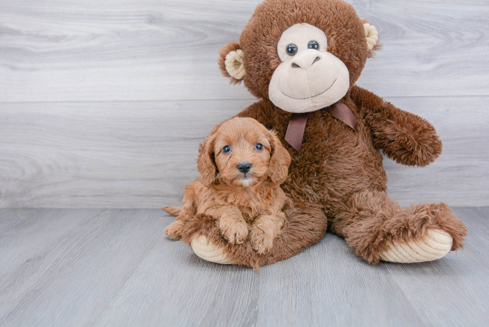 Cute Cavapoo Baby