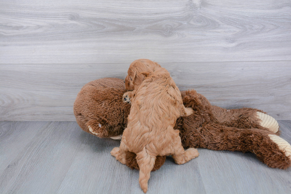 Fluffy Cavapoo Poodle Mix Pup