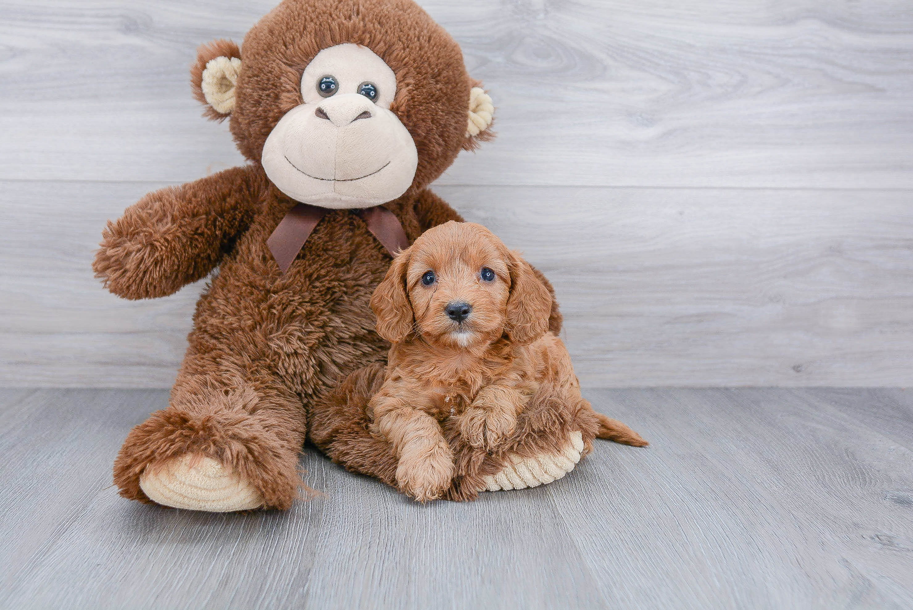 Little Cavoodle Poodle Mix Puppy