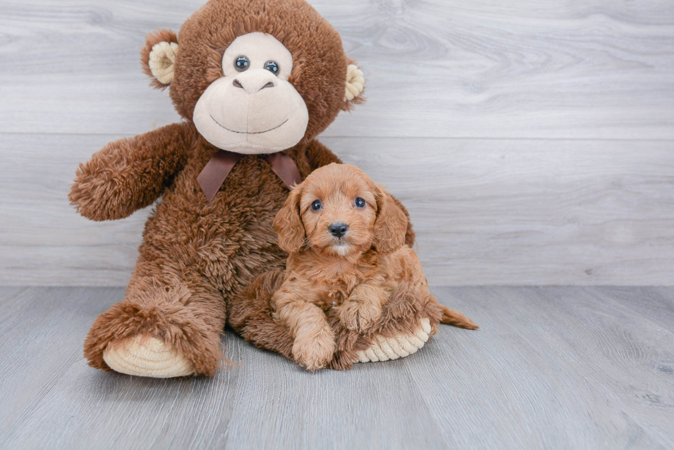 Little Cavoodle Poodle Mix Puppy