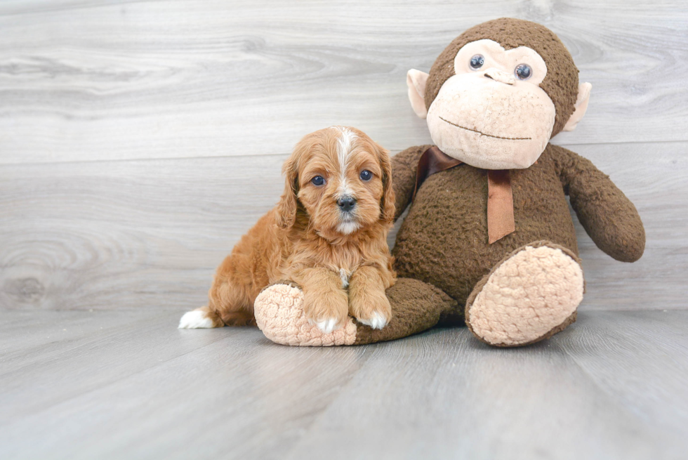 Small Cavapoo Baby