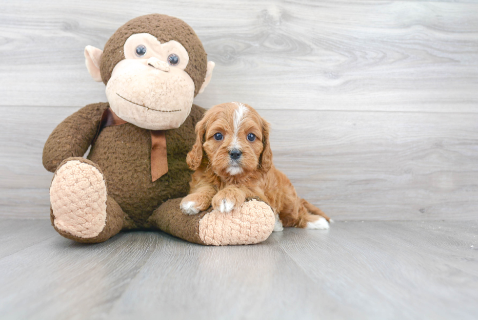 Fluffy Cavapoo Poodle Mix Pup