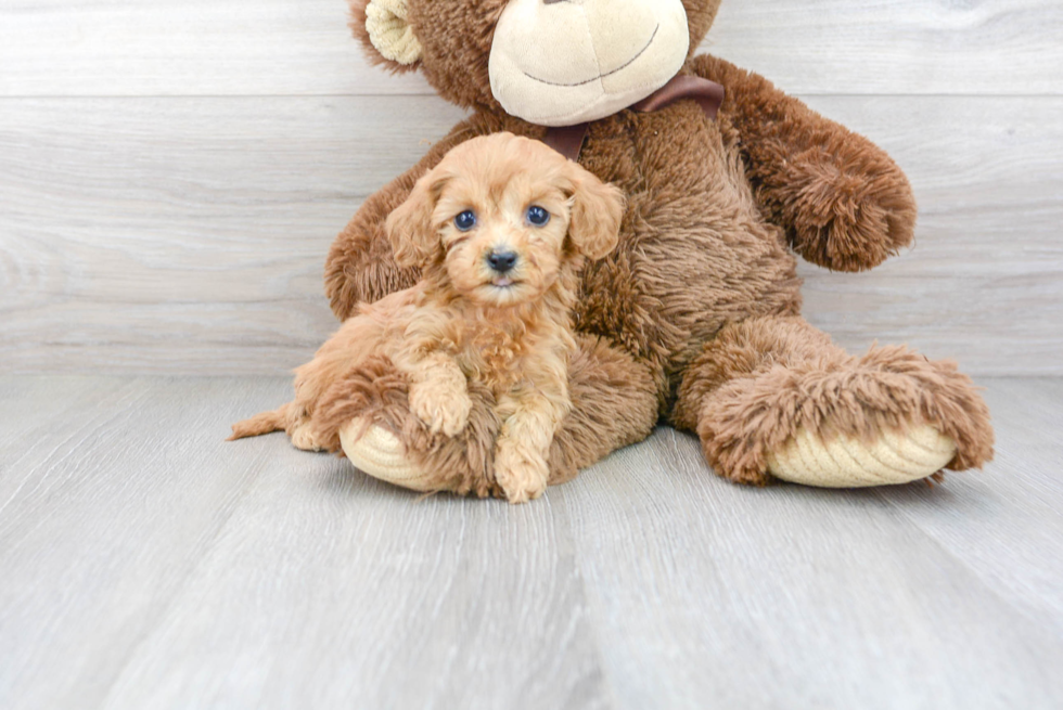 Best Cavapoo Baby