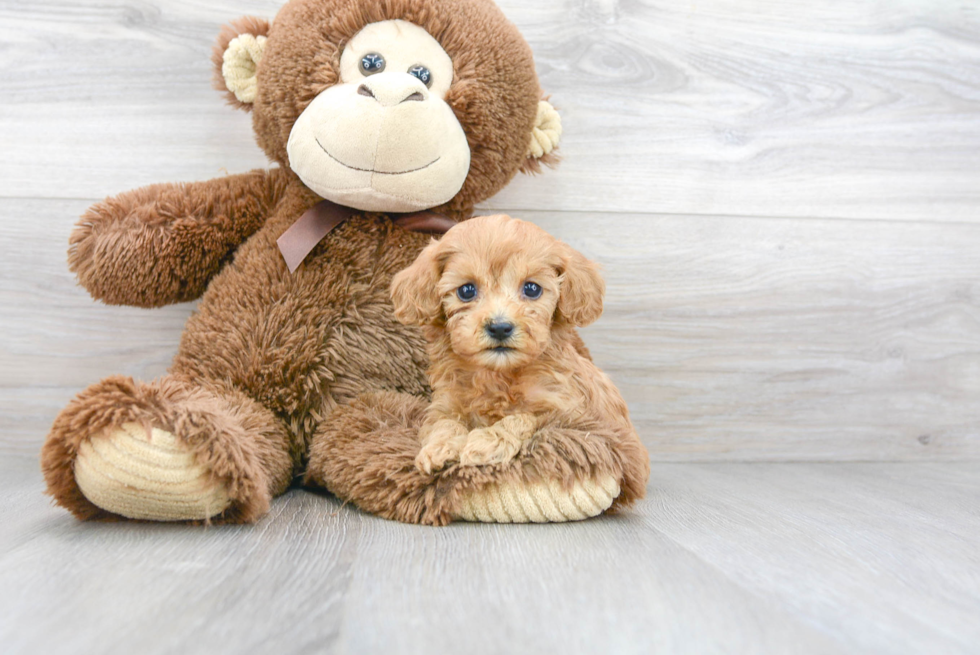 Cavapoo Puppy for Adoption