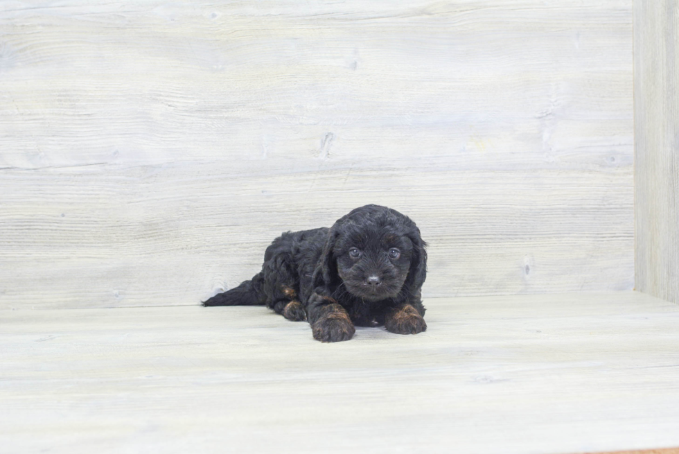 Hypoallergenic Cavoodle Poodle Mix Puppy