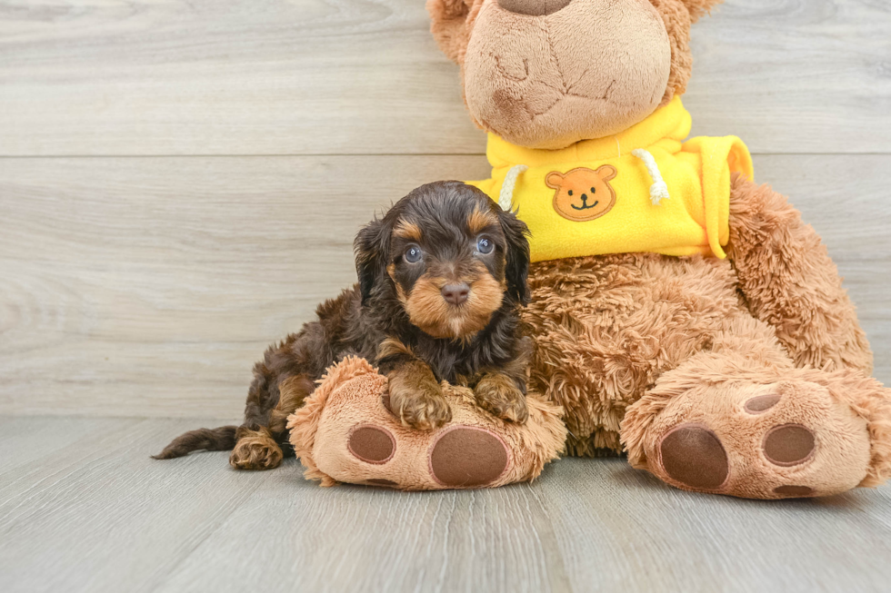 Cavapoo Pup Being Cute