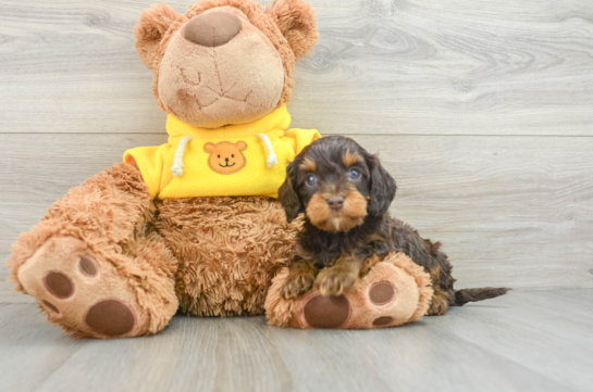 Cavapoo Puppy for Adoption