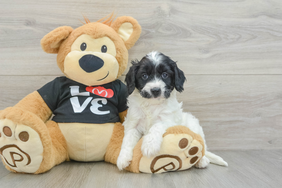 Smart Cavapoo Poodle Mix Pup