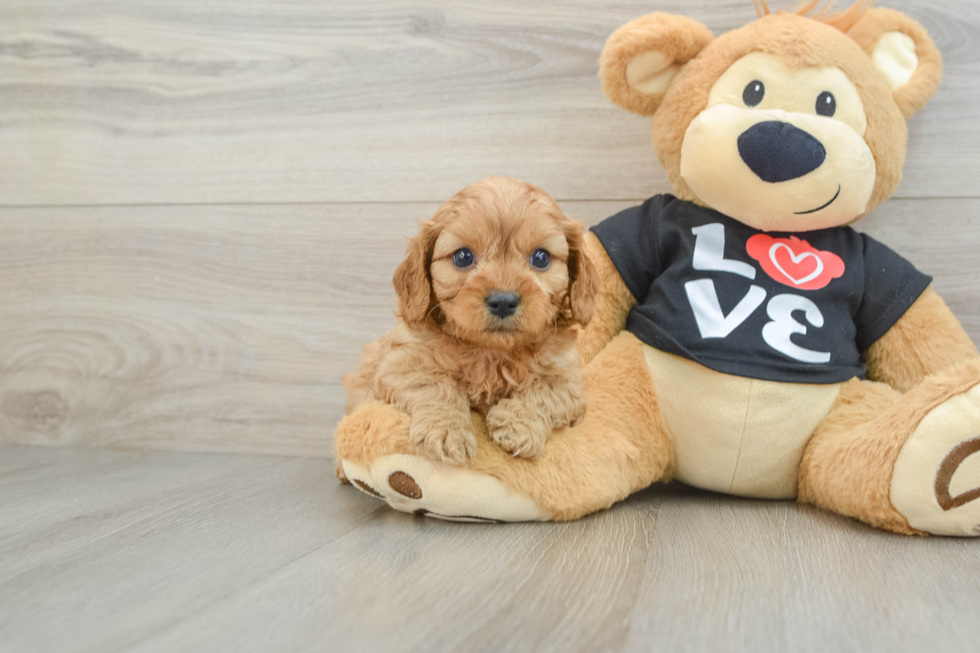 Adorable Cavalier King Charles Spaniel and Poodle Mix Poodle Mix Puppy