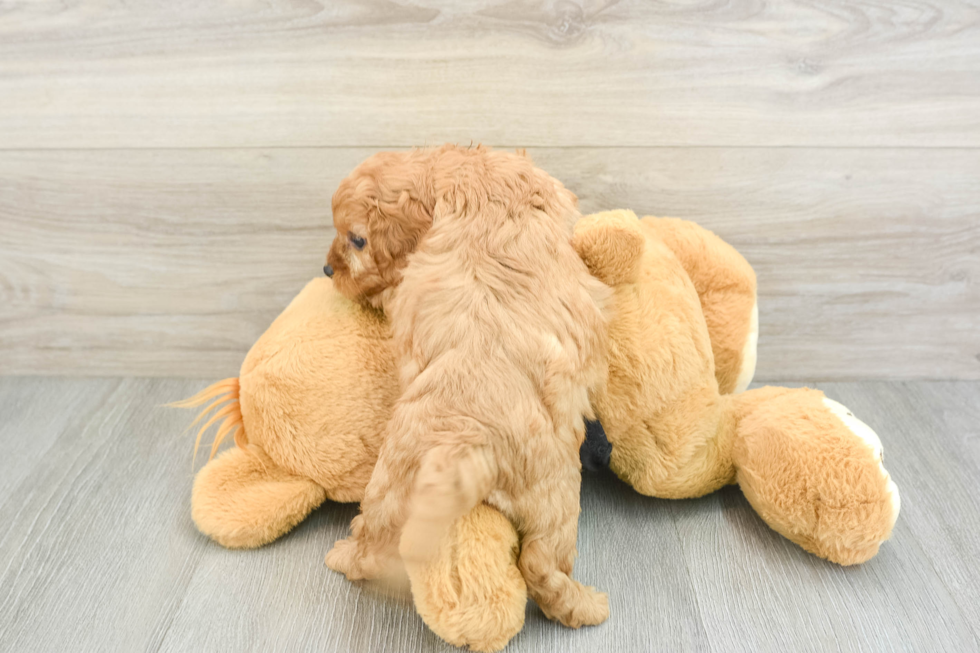 Happy Cavapoo Baby
