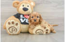Cavapoo Pup Being Cute