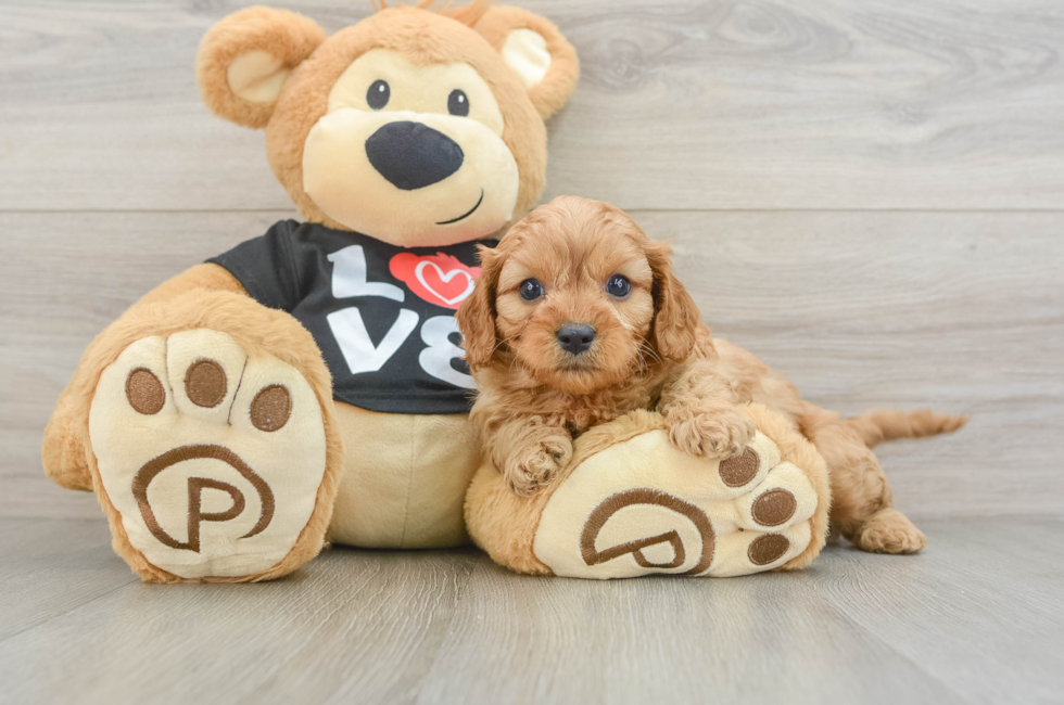 5 week old Cavapoo Puppy For Sale - Premier Pups