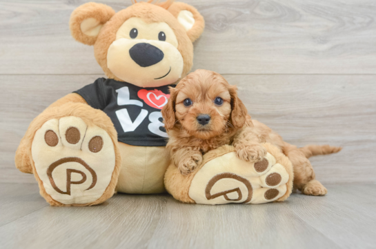 Cavapoo Pup Being Cute