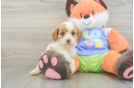 Best Cavapoo Baby