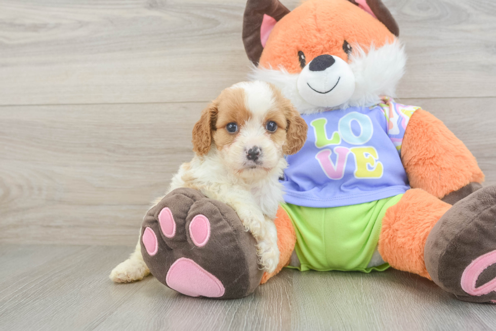 Best Cavapoo Baby