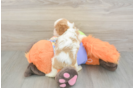 Small Cavapoo Baby