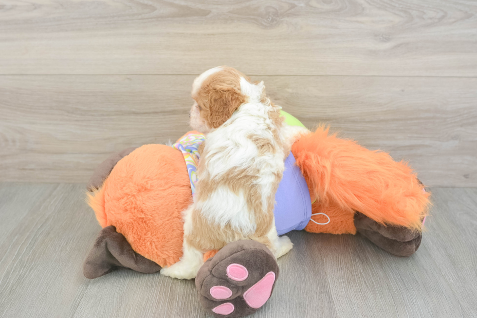 Small Cavapoo Baby