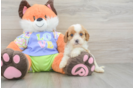 Funny Cavapoo Poodle Mix Pup