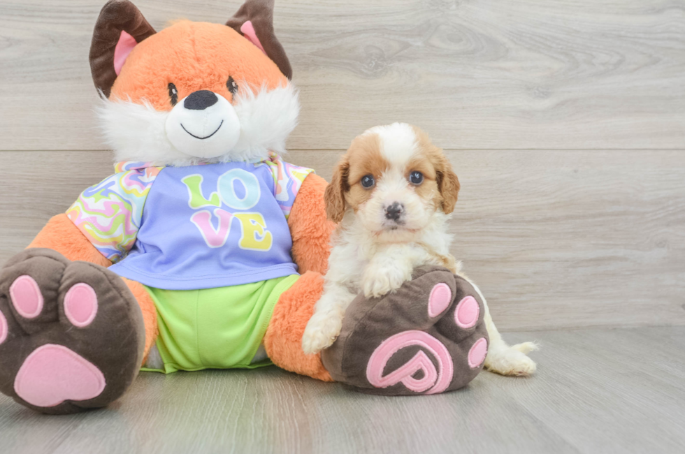 5 week old Cavapoo Puppy For Sale - Premier Pups