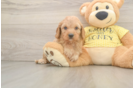 Cavapoo Pup Being Cute