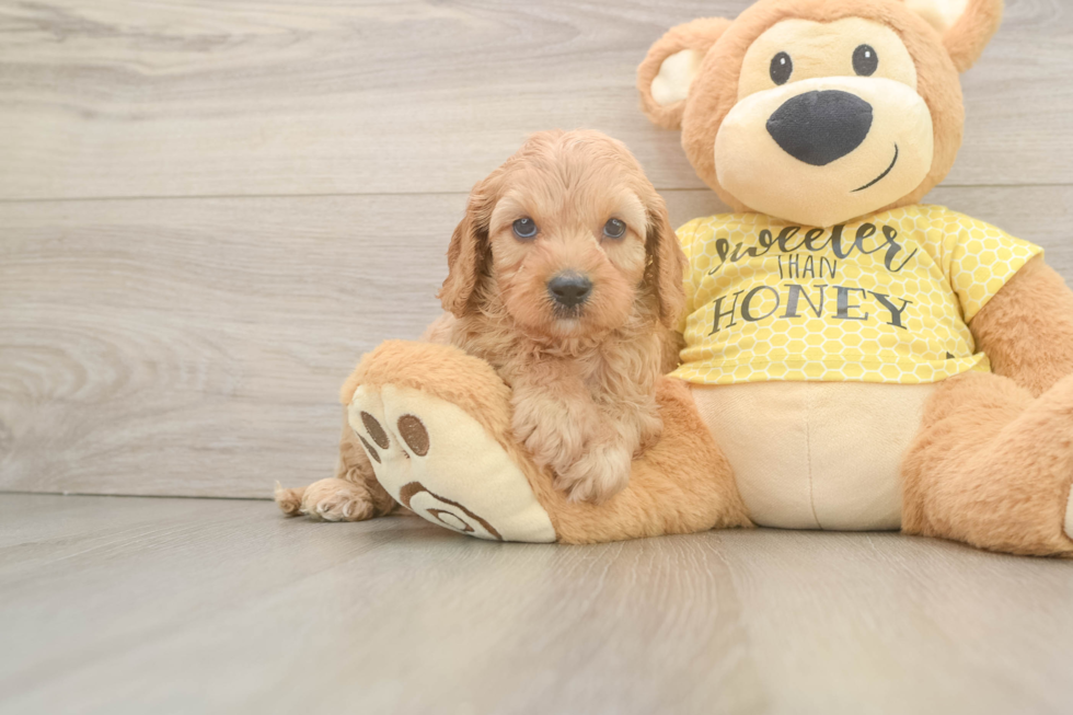 Cavapoo Pup Being Cute