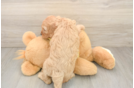 Best Cavapoo Baby