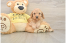Cavapoo Pup Being Cute