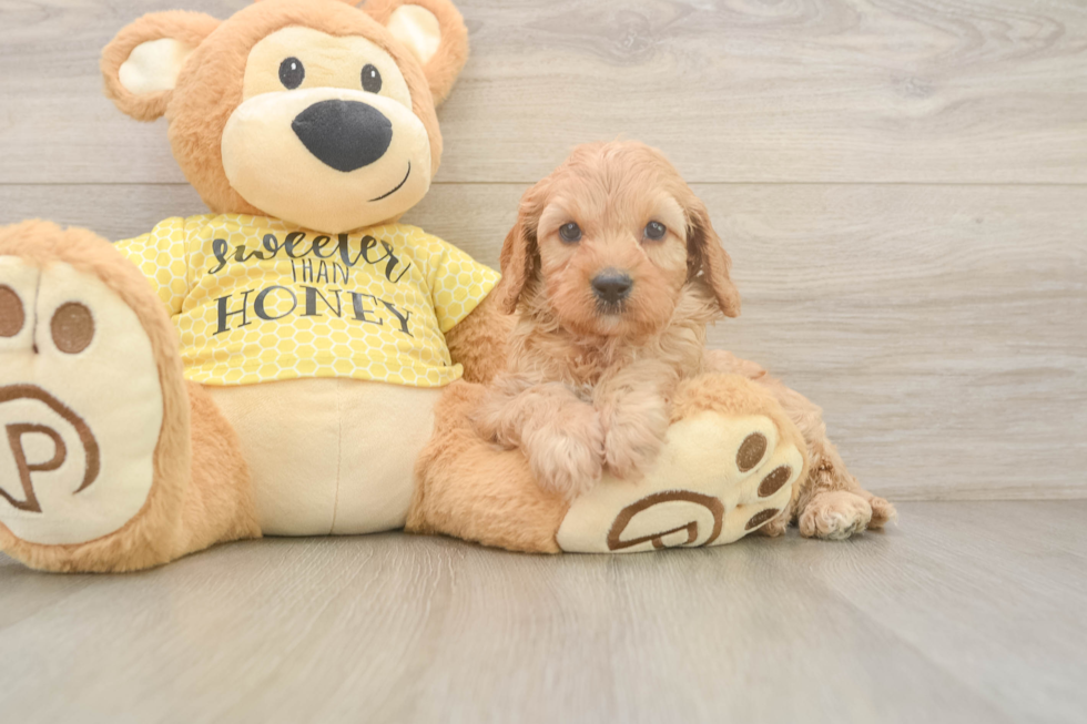 Cavapoo Pup Being Cute