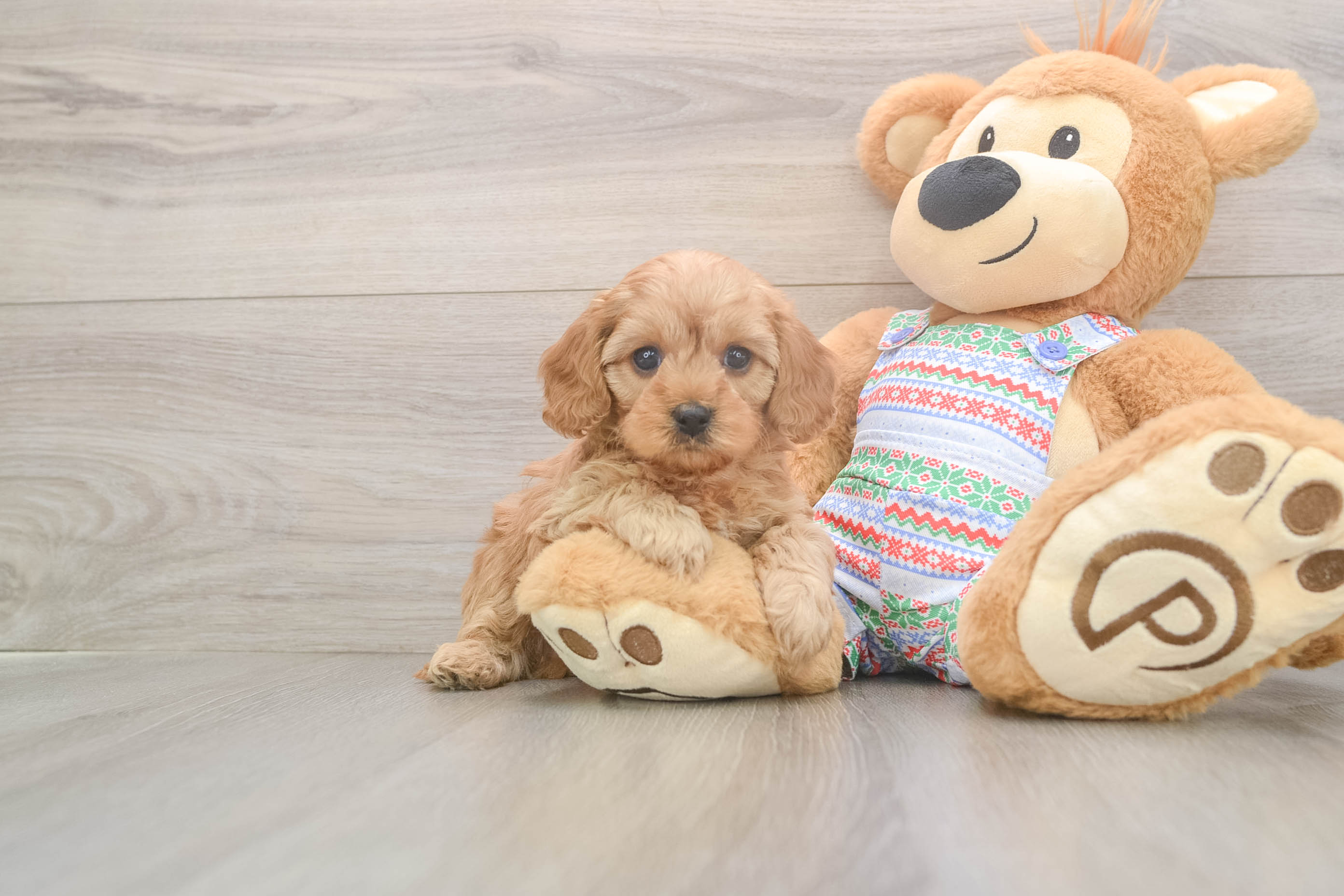 Best Cavapoo Baby
