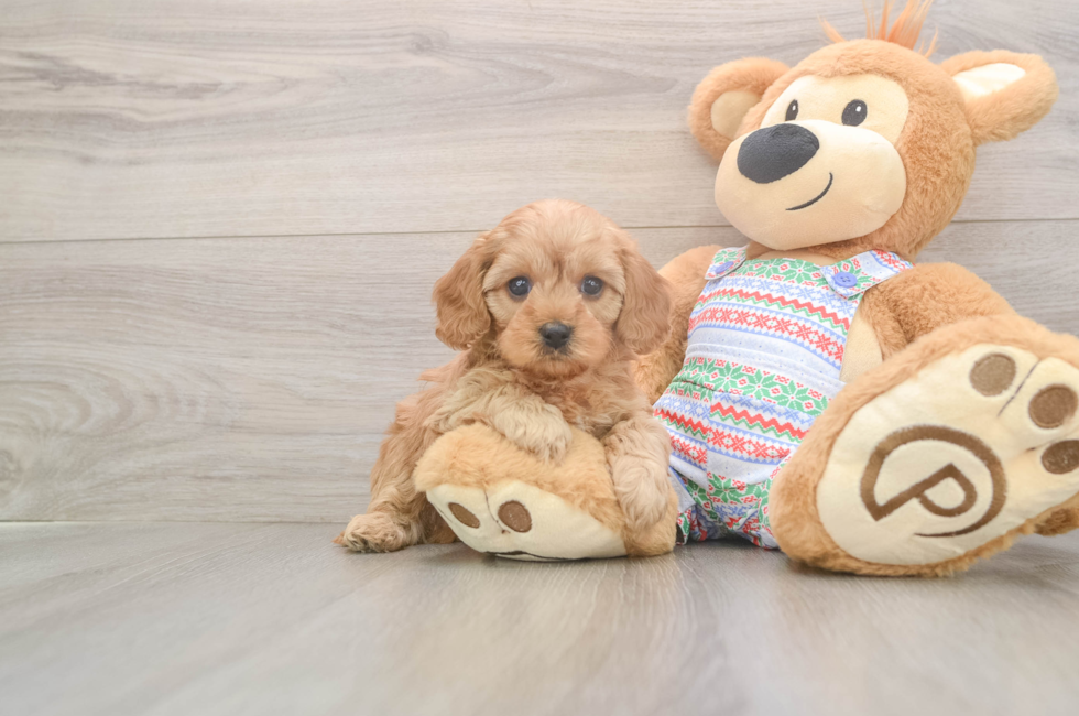 5 week old Cavapoo Puppy For Sale - Premier Pups